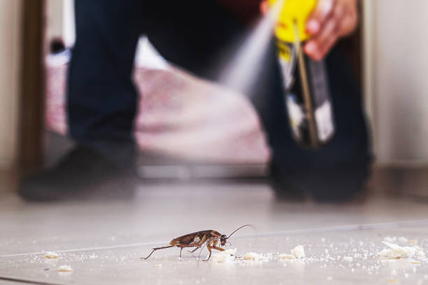 Best Ant Control Services  in Rocky River, OH